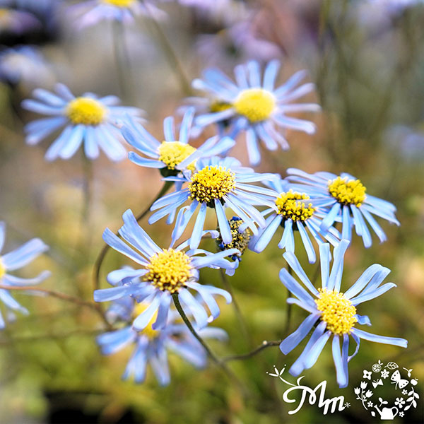 キングフィッシャー デージー 3-3.5号ポット（村岡オーガニックさん自家採種株） 3株セット