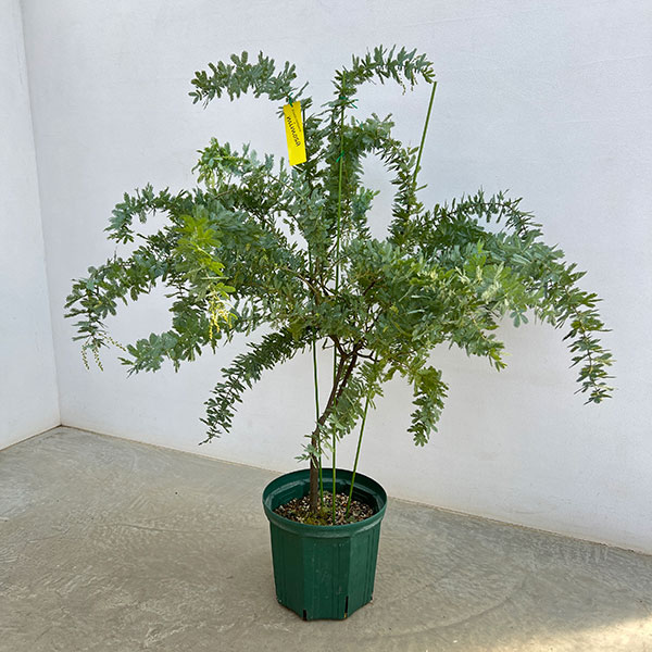アカシア：ギンヨウアカシア 9号鉢植え