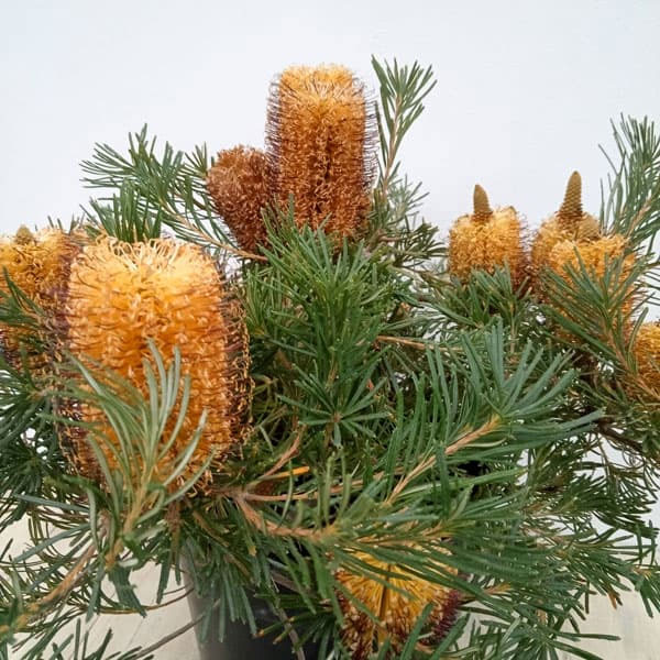 バンクシア：バースデイキャンドル7号鉢植え