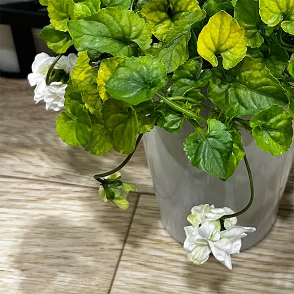 [26年2月中下旬予約]パルマスミレ：スノームーン3.5号ポット