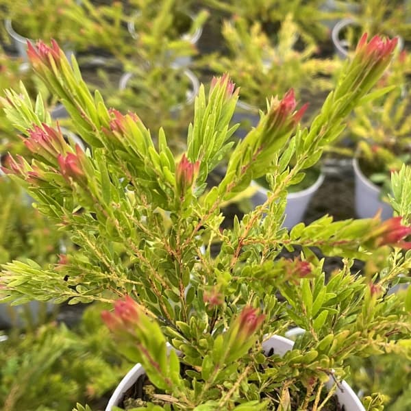 アカシア：レッドハート3.5号ポット