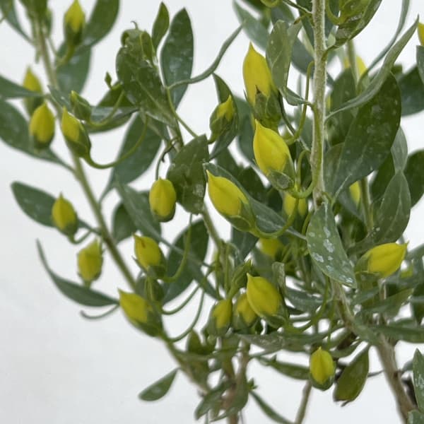 エレモフィラ：ウインターゴールド4号鉢植え