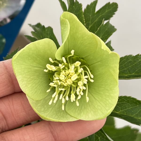 クリスマスローズ：ベーシックシングル26-10／1.5Lポット【現品販売】