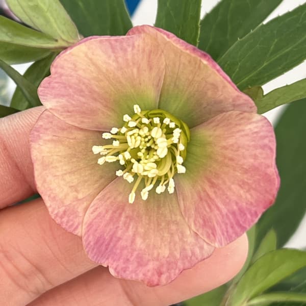 クリスマスローズ：ベーシックシングル26-12／1.5Lポット【現品販売】