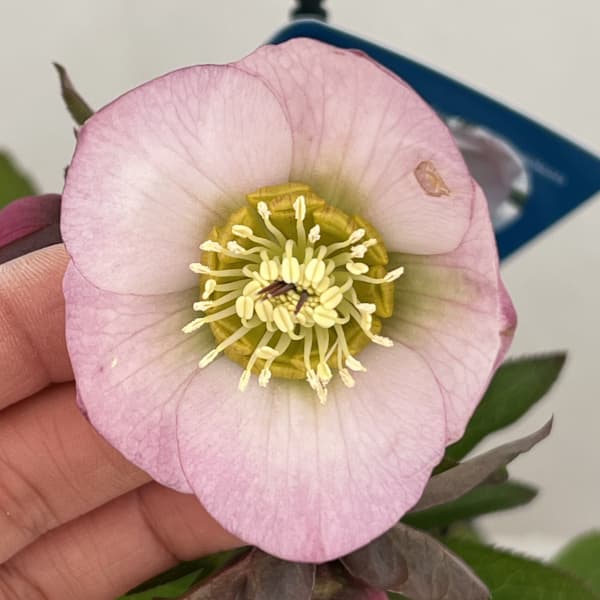 クリスマスローズ：ベーシックシングル26-14／1.5Lポット【現品販売】