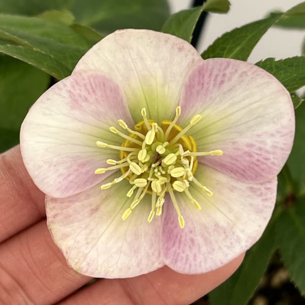 クリスマスローズ：ベーシックシングル26-16／1.5Lポット【現品販売】