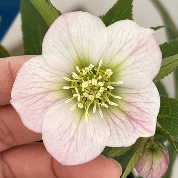 クリスマスローズ：ベーシックシングル26-17／1.5Lポット【現品販売】