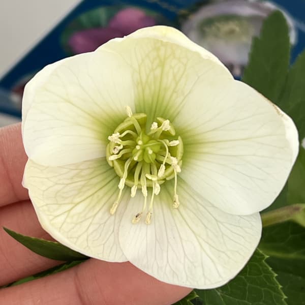 クリスマスローズ：ベーシックシングル26-20／1.5Lポット【現品販売】