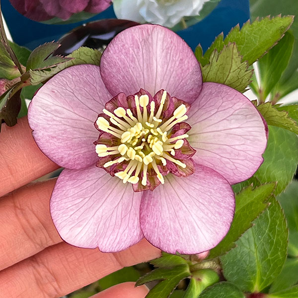 クリスマスローズ：ベーシックダブル26-37／1.5Lポット【現品販売】