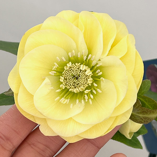 クリスマスローズ：ベーシックダブル26-39／1.5Lポット【現品販売】