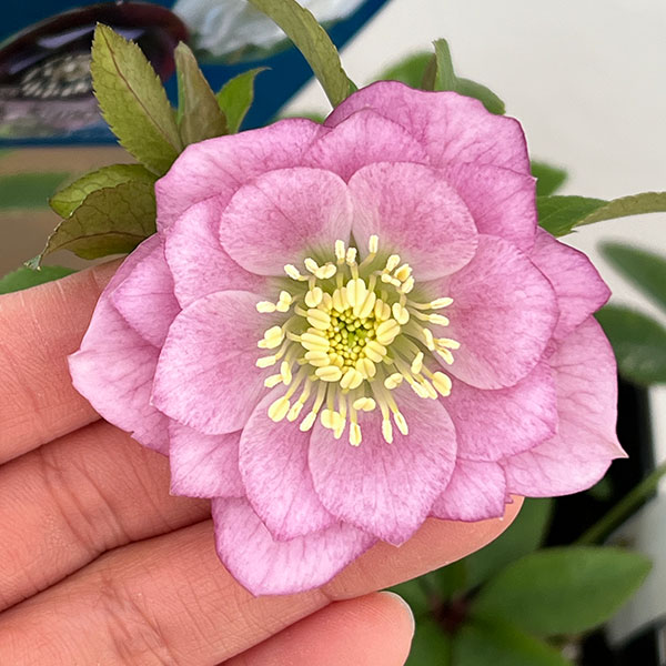 クリスマスローズ：ベーシックダブル26-40／1.5Lポット【現品販売】