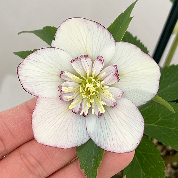 クリスマスローズ：ベーシックダブル（セミダブル）26-41／1.5Lポット【現品販売】