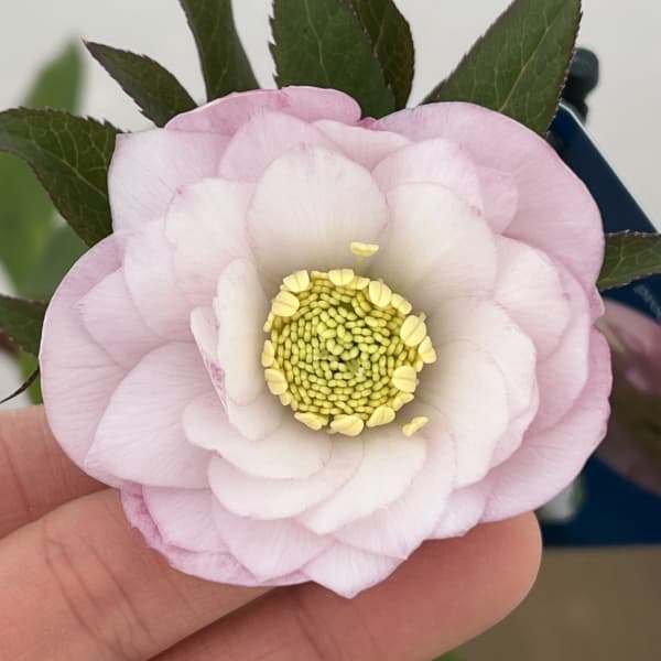 クリスマスローズ：ベーシックダブル26-47／1.5Lポット【現品販売】