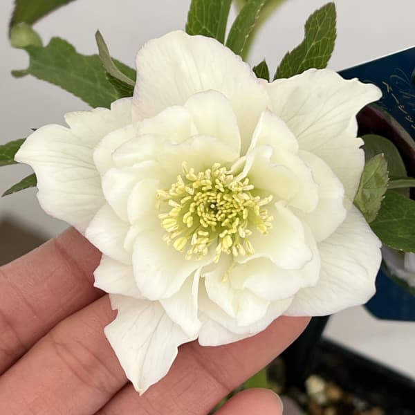 クリスマスローズ：ベーシックダブル26-50／1.5Lポット【現品販売】