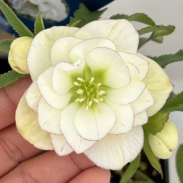 クリスマスローズ：ベーシックダブル26-53／1.5Lポット【現品販売】