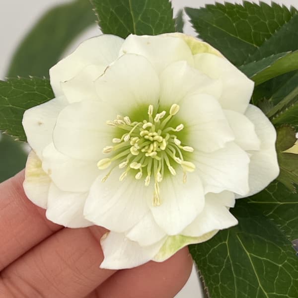 クリスマスローズ：ベーシックダブル26-55／1.5Lポット【現品販売】