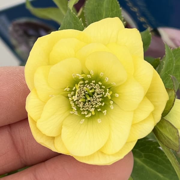 クリスマスローズ：ベーシックダブル26-56／1.5Lポット【現品販売】