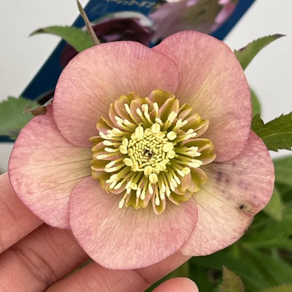 クリスマスローズ：ベーシックダブル（セミダブル）26-57／1.5Lポット【現品販売】