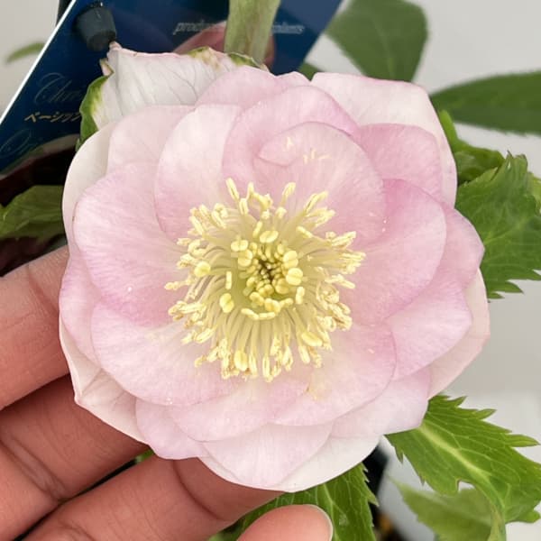 クリスマスローズ：ベーシックダブル26-59／1.5Lポット【現品販売】