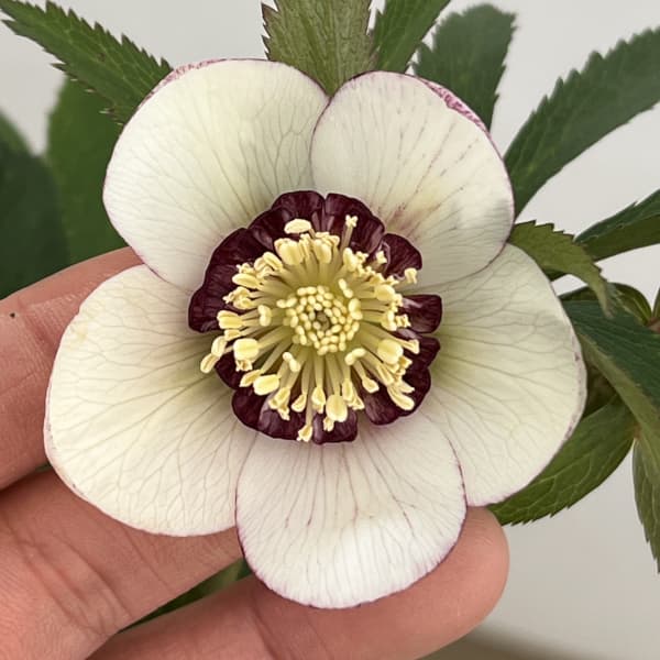 クリスマスローズ：ベーシックダブル（セミダブル）26-60／1.5Lポット【現品販売】