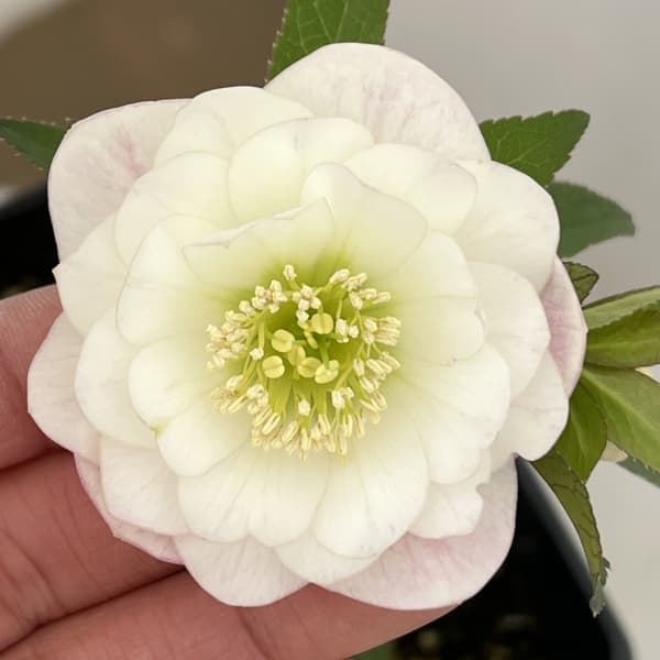 クリスマスローズ：ベーシックダブル26-61／1.5Lポット【現品販売】