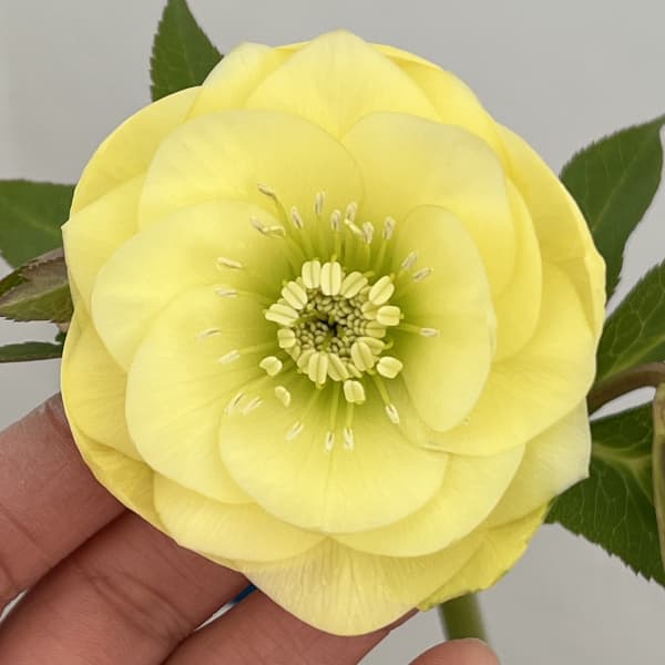 クリスマスローズ：ベーシックダブル26-62／1.5Lポット【現品販売】