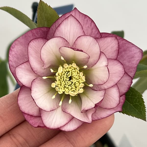 クリスマスローズ：ベーシックダブル26-63／1.5Lポット【現品販売】