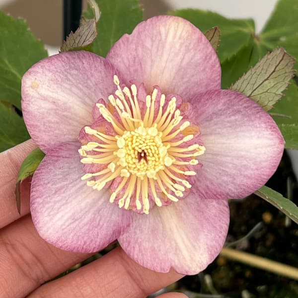 クリスマスローズ：ベーシックダブル（セミダブル）26-64／1.5Lポット【現品販売】