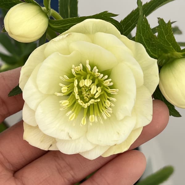 クリスマスローズ：ベーシックダブル26-65／1.5Lポット【現品販売】