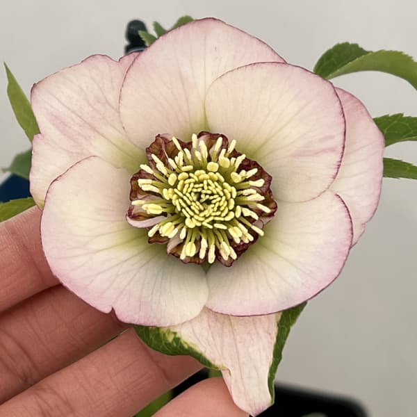 クリスマスローズ：ベーシックダブル（セミダブル）26-67／1.5Lポット【現品販売】