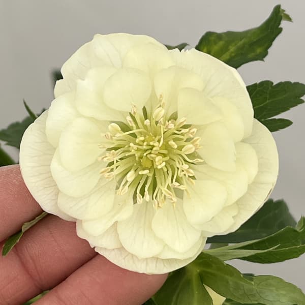 クリスマスローズ：ベーシックダブル26-68／1.5Lポット【現品販売】