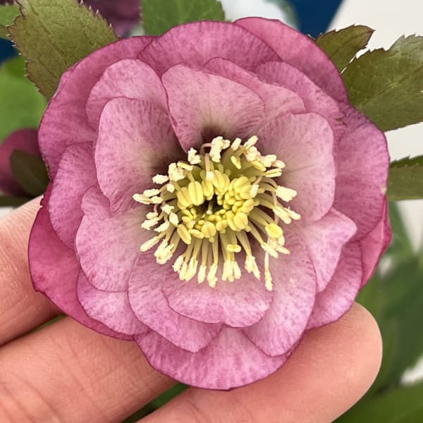 クリスマスローズ：ベーシックダブル26-69／1.5Lポット【現品販売】