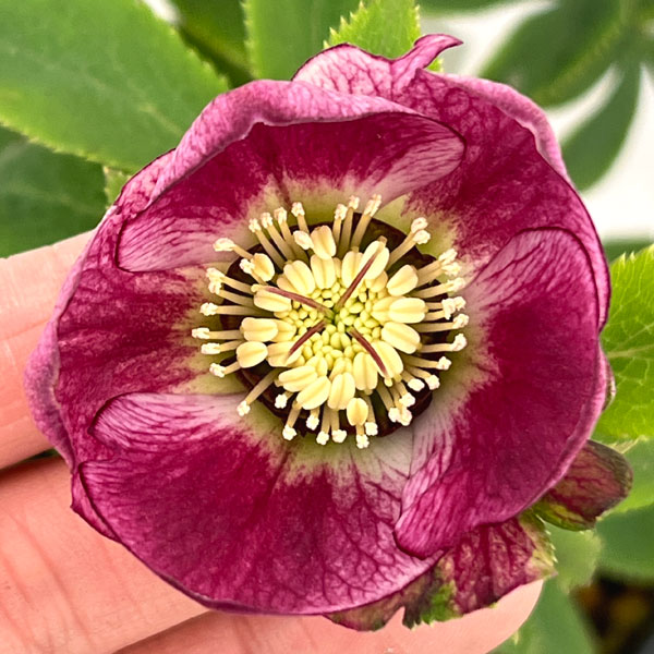 クリスマスローズ：セレクトシングル26-16／1.5Lポット【現品販売】