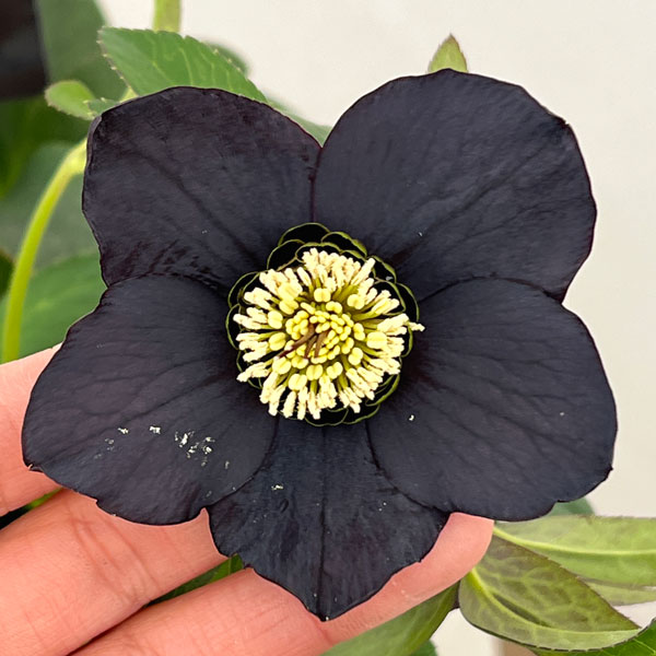 クリスマスローズ：セレクトシングル26-19／1.5Lポット【現品販売】