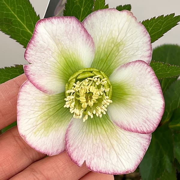 クリスマスローズ：セレクトシングル26-20／1.5Lポット【現品販売】