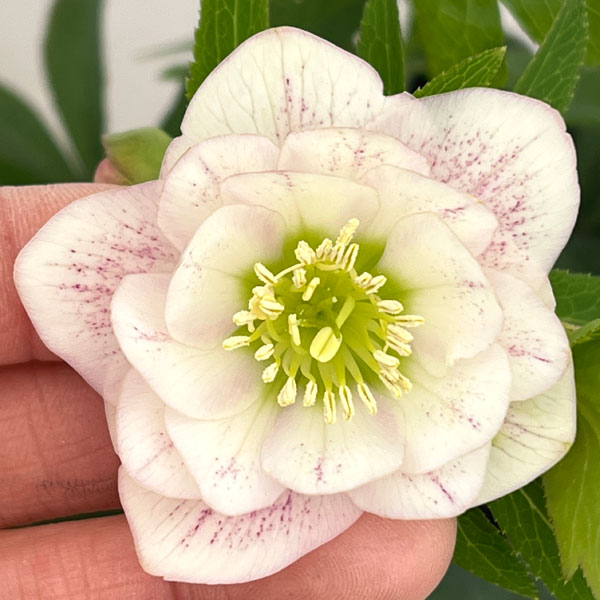 クリスマスローズ：セレクトダブル26-40／1.5Lポット【現品販売】