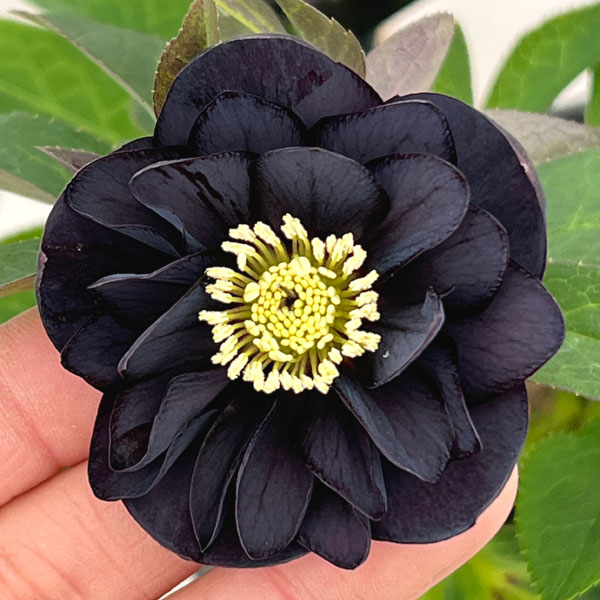 クリスマスローズ：セレクトダブル26-41／1.5Lポット【現品販売】