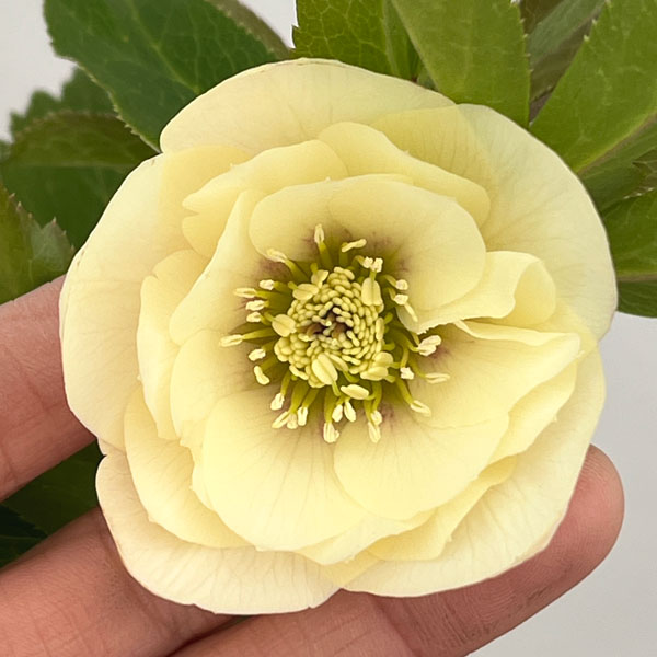 クリスマスローズ：セレクトダブル26-43／1.5Lポット【現品販売】