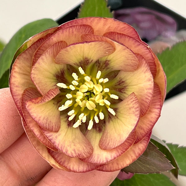 クリスマスローズ：セレクトダブル26-45／1.5Lポット【現品販売】