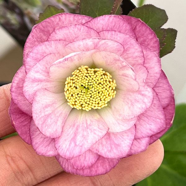 クリスマスローズ：セレクトダブル26-47／1.5Lポット【現品販売】