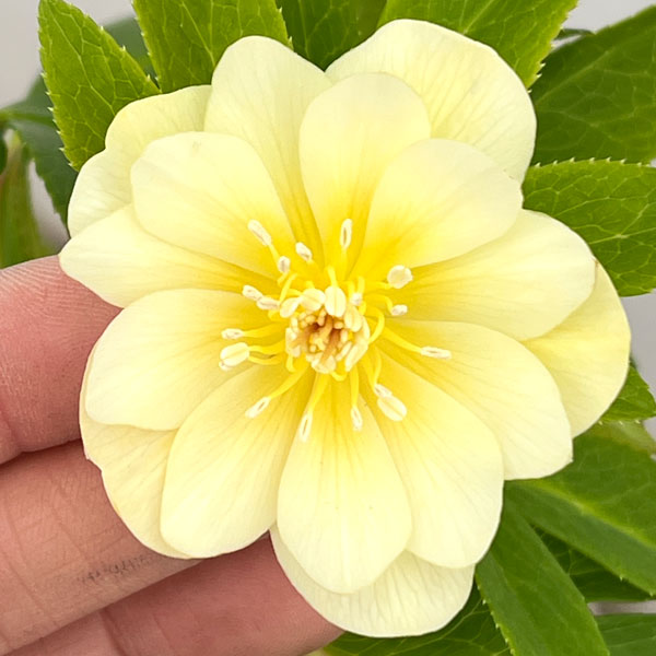 クリスマスローズ：セレクトダブル26-50／1.5Lポット【現品販売】