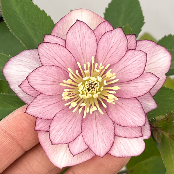 クリスマスローズ：セレクトダブル26-51／1.5Lポット【現品販売】