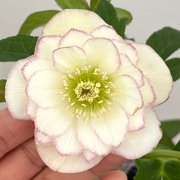 クリスマスローズ：セレクトダブル26-55／1.5Lポット【現品販売】