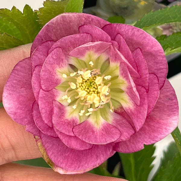 クリスマスローズ：セレクトダブル26-56／1.5Lポット【現品販売】