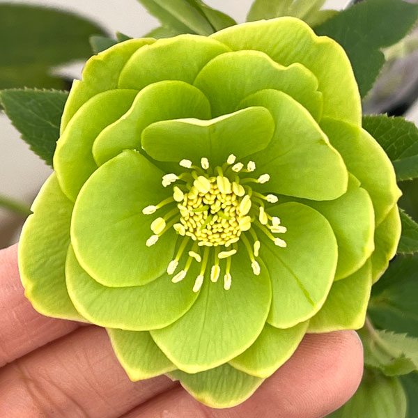 クリスマスローズ：セレクトダブル26-58／1.5Lポット【現品販売】