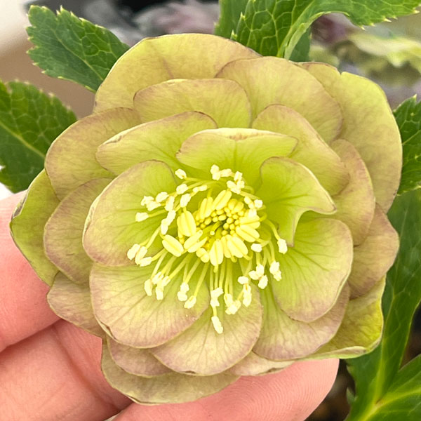 クリスマスローズ：セレクトダブル26-61／1.5Lポット【現品販売】