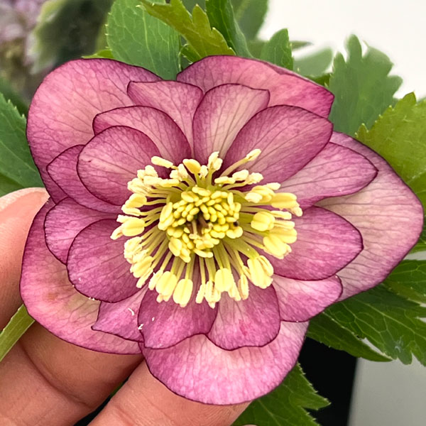 クリスマスローズ：セレクトダブル26-62／1.5Lポット【現品販売】