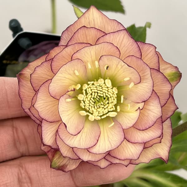 クリスマスローズ：セレクトダブル26-64／1.5Lポット【現品販売】