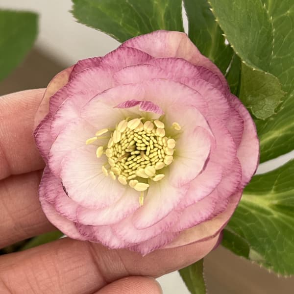 クリスマスローズ：セレクトダブル26-67／1.5Lポット【現品販売】