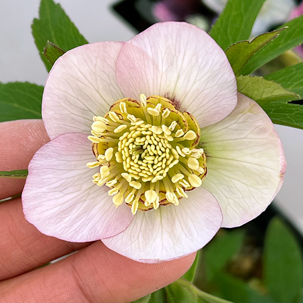 クリスマスローズ：セレクトセミダブル26-18・静（シズカ）／1.5Lポット【現品販売】